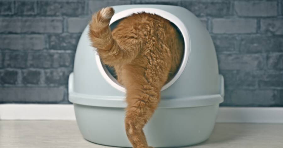 The Best Automatic Litter Boxes for Busy Households