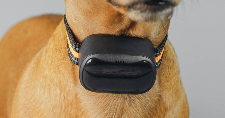 Choosing the Right GPS Tracker for Outdoor Dogs