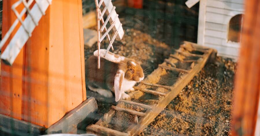How to Set Up a Safe Outdoor Enclosure for Rabbits